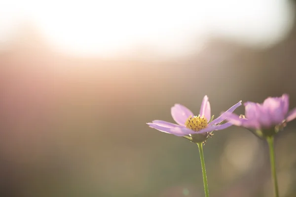 Pembe evren — Stok fotoğraf