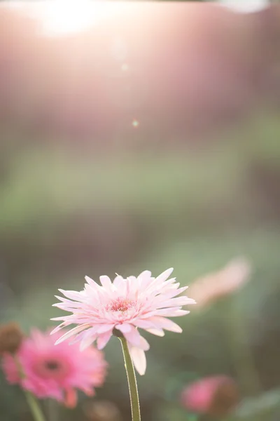 Bahar Pembe çiçek — Stok fotoğraf