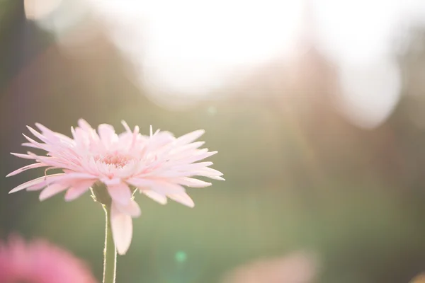 ピンクの春の花 — ストック写真