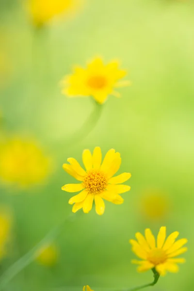 Kleine gelbe Sternblume im weichen Fokus — Stockfoto