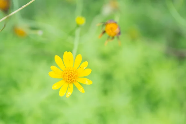 Mały żółty kwiat gwiazda w soft focus — Zdjęcie stockowe
