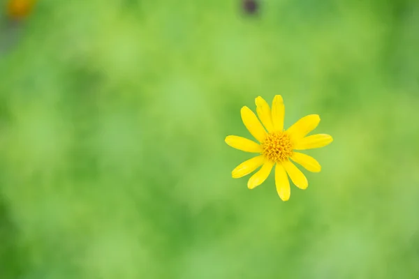 Pequena flor estrela amarela em foco suave — Fotografia de Stock