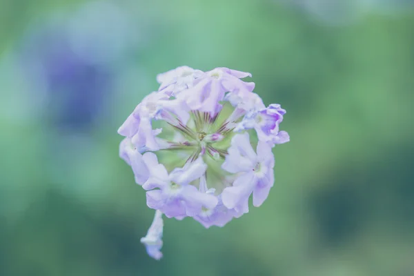 Purple flower — Stock Photo, Image