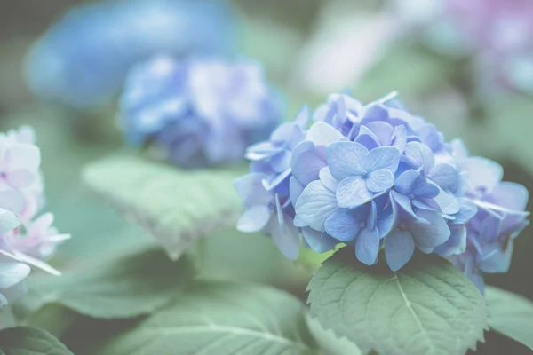 Цветок гиалурогеи — стоковое фото