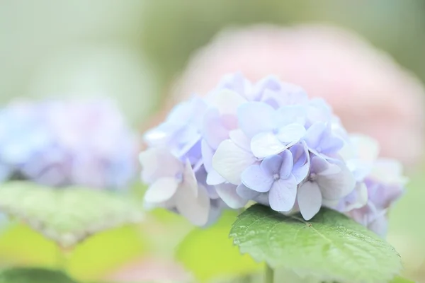 Hortensienblüte — Stockfoto