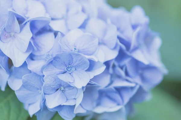 Hortensja kwiat — Zdjęcie stockowe