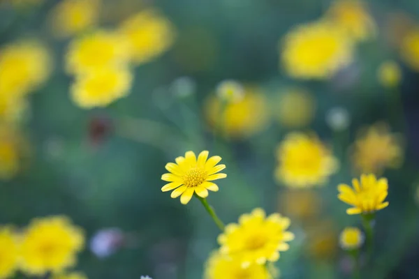 Nahaufnahme gelbe Blüten — Stockfoto