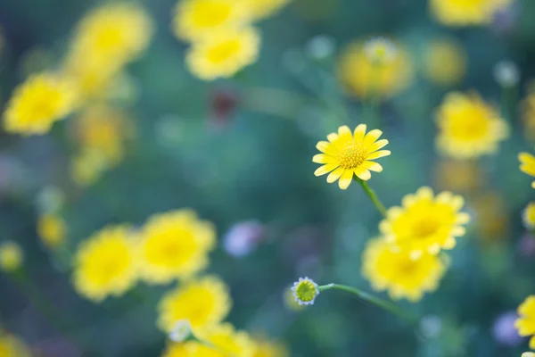 Nahaufnahme gelbe Blüten — Stockfoto