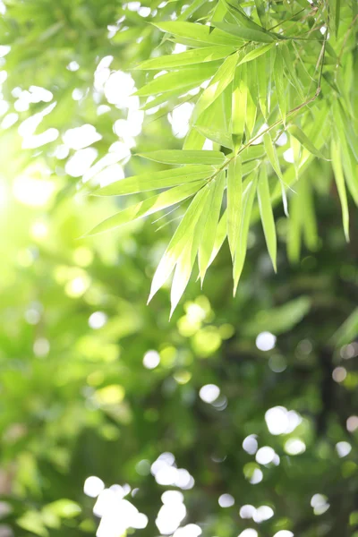 Banboo och bokeh bakgrund — Stockfoto