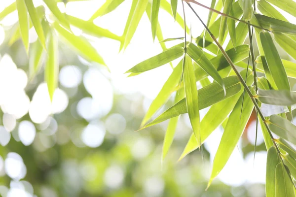 竹とボケ味の背景 — ストック写真
