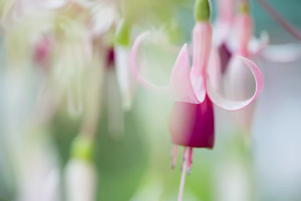 Primavera flor rosa — Fotografia de Stock