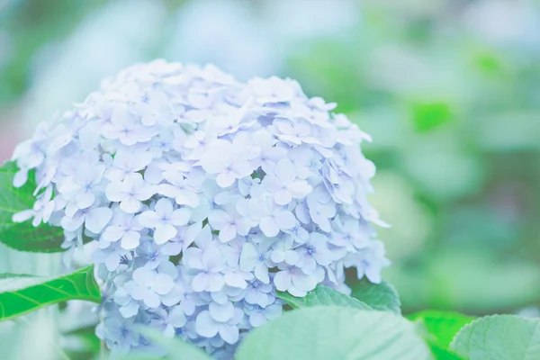 Flor de hortensias —  Fotos de Stock