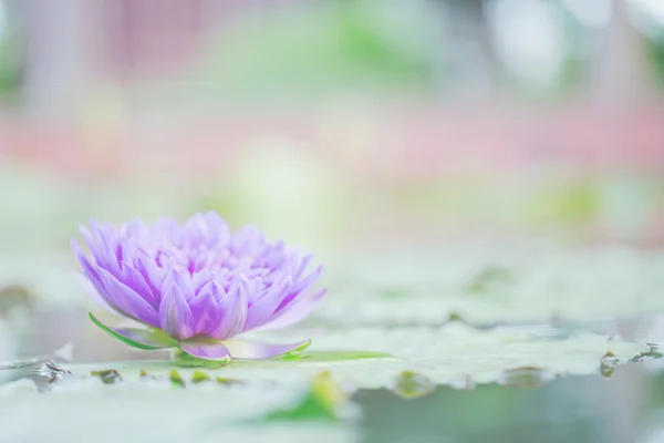 Bellissimo fiore di loto in fondo alla natura — Foto Stock