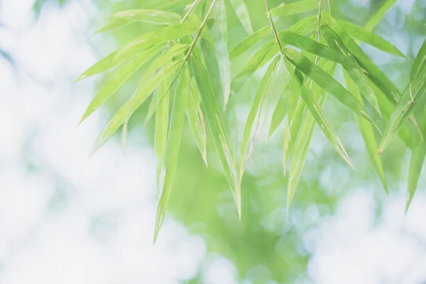 Banboo and bokeh background — Stock Photo, Image