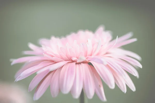 ガーベラのピンクの花 — ストック写真