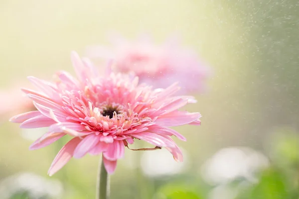 Rosa blomma av gerbera — Stockfoto