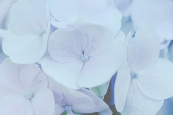 Hydrangea flower — Stock Photo, Image