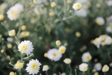 Küçük beyaz çiçek 