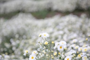 Küçük beyaz çiçek 