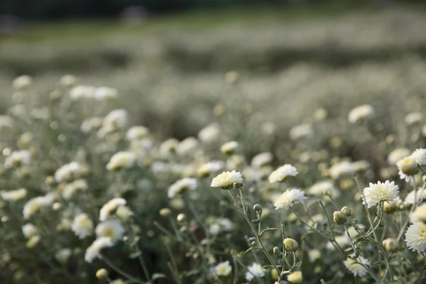 Kleine weiße Blume — Stockfoto