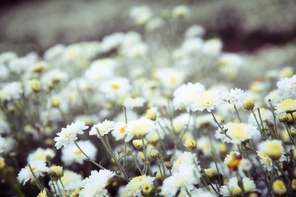 Kleine weiße Blume — Stockfoto