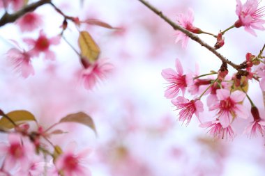 kiraz çiçeği, pembe sakura çiçek 