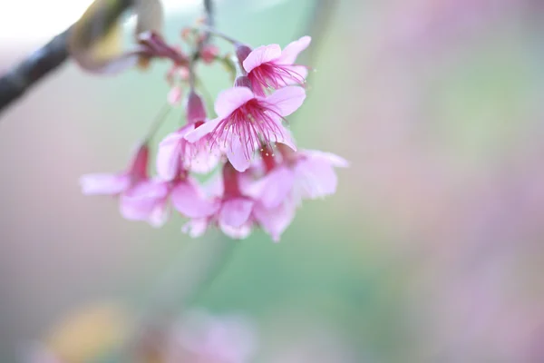 Kirsebærblomst, rosa sakurablomst – stockfoto