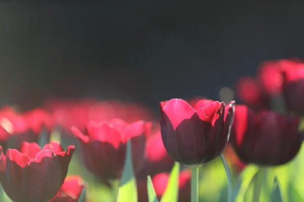 Tulipanblomster tett på – stockfoto