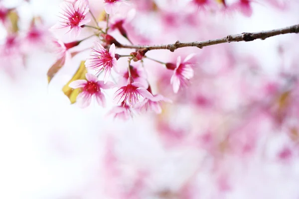 Kirschblüte, rosa Sakura-Blume — Stockfoto