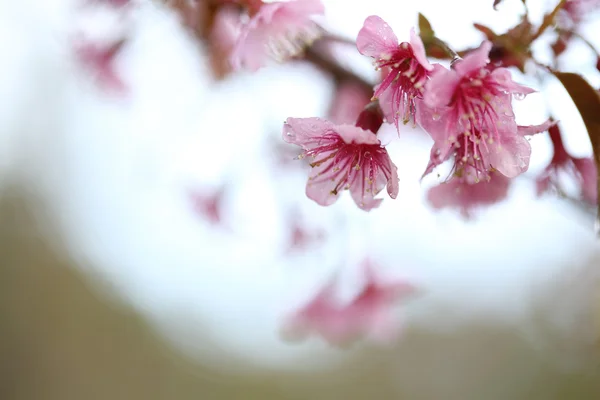 Třešňový květ, růžový květ sakura — Stock fotografie