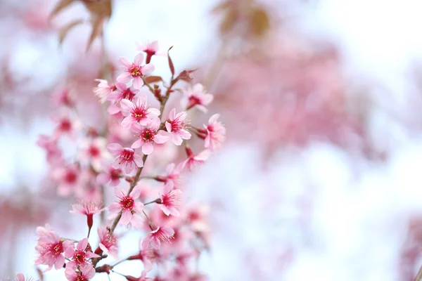 樱花盛开，粉色樱花花 — 图库照片