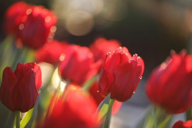 Lale çiçek yakın çekim