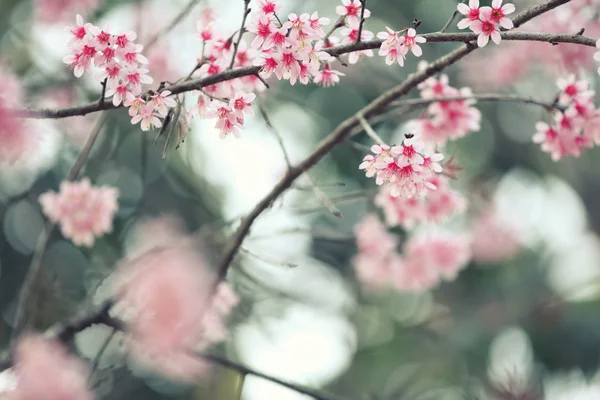 Kirschblüte, rosa Sakura-Blume — Stockfoto