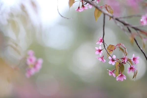 Kiraz çiçeği, pembe sakura çiçek — Stok fotoğraf