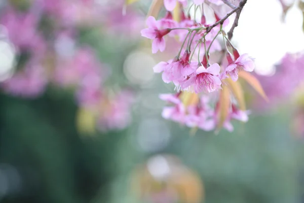 Cherry blossom , pink sakura flower — Stock Photo, Image