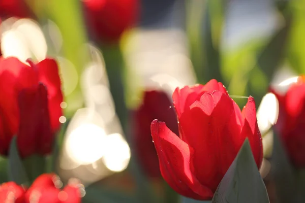 Цветы тюльпанов крупным планом — стоковое фото