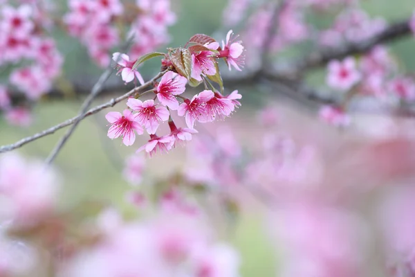 Kiraz çiçeği, pembe sakura çiçek — Stok fotoğraf
