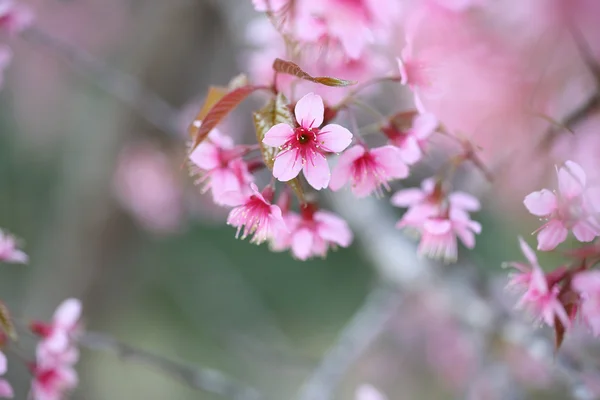 樱花盛开，粉色樱花花 — 图库照片