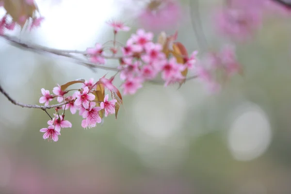 Cherry blossom , pink sakura flower — Stock Photo, Image