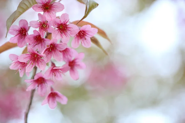 樱花盛开，粉色樱花花 — 图库照片