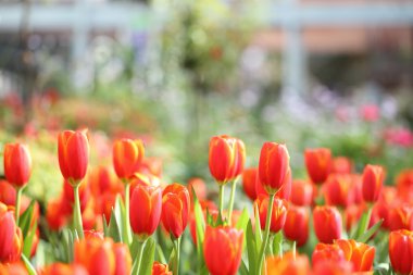 renkli Lale yakın çekim