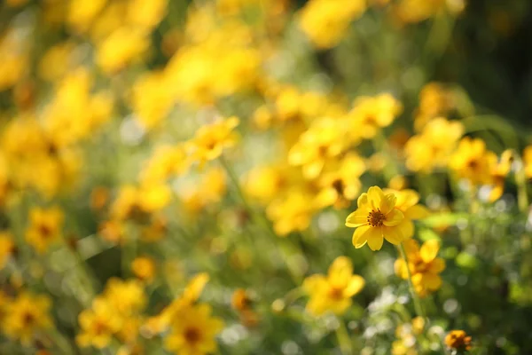 Gelbe Blüten in Nahaufnahme — Stockfoto