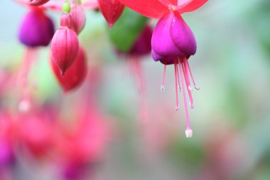 Fuşya çiçeklenir yakın çekim