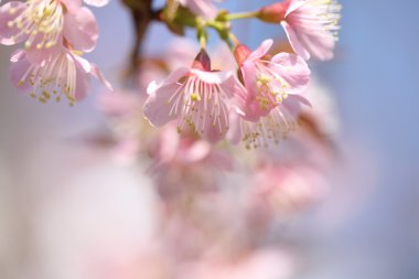 Bahar sakura Pembe çiçek yakın çekim