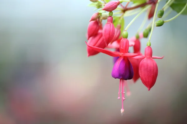 Flores fúcsia em close-up — Fotografia de Stock