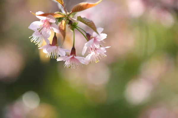 Primavera sakura rosa flor de perto — Fotografia de Stock