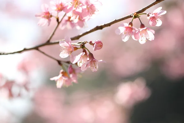 Primavera sakura rosa flor de perto — Fotografia de Stock