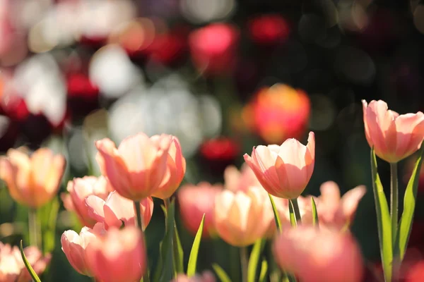 Tulipas coloridas de perto — Fotografia de Stock