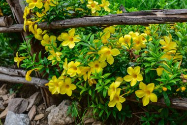 Sarı çiçek bahçesinde