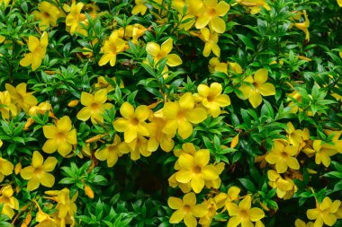 Sarı çiçek bahçesinde